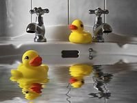 pic for water ducks